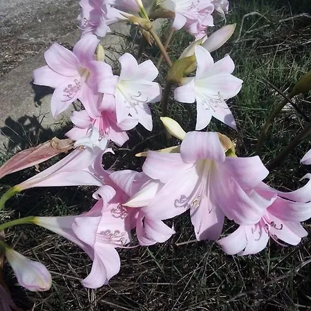 Casa In Campagna * San Giovanni Suèrgiu